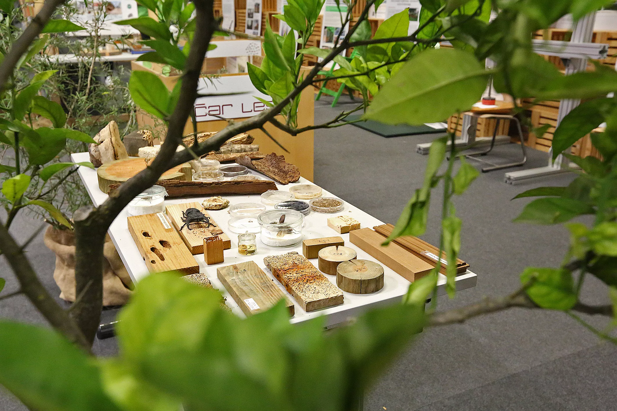 Sejem Ambient in dom plus_ (17) Čar lesa, razstava na sejmu Ambient in dom plus v Ljubljani